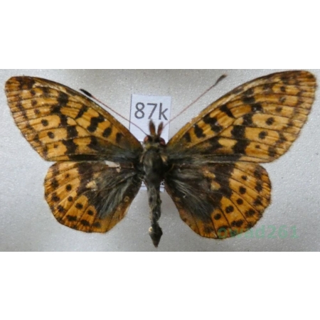 Boloria frigga (Becklin, 1791) Finland87k